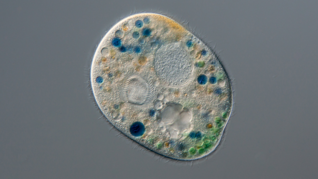 Illustration for article titled 7 Amoebas I Would Absolutely Invite Into My Brain